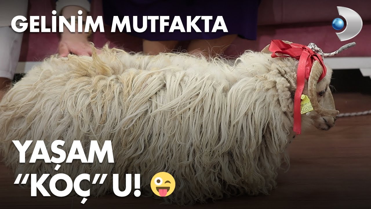 St&uuml;dyonun yaşam 