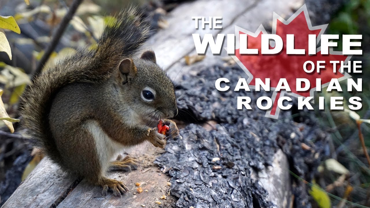 CANADIAN ROCKIES WILDLIFE  🐻 - BANFF & JASPER NATIONAL PARKS 🇨🇦 (BEARS, MOOSE, ELK and MORE)