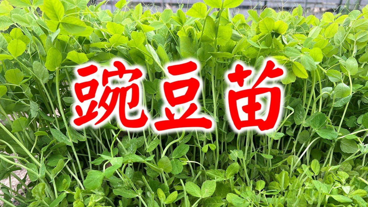 豌豆苗这样种植，才能吃得过瘾！分享春天种豌豆苗蚕豆苗的tips