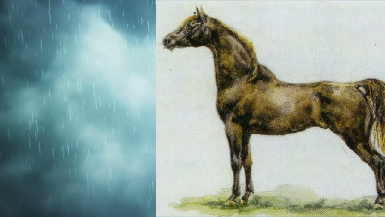 Пятьдесят оттенков лошади: Вороная и Караковая