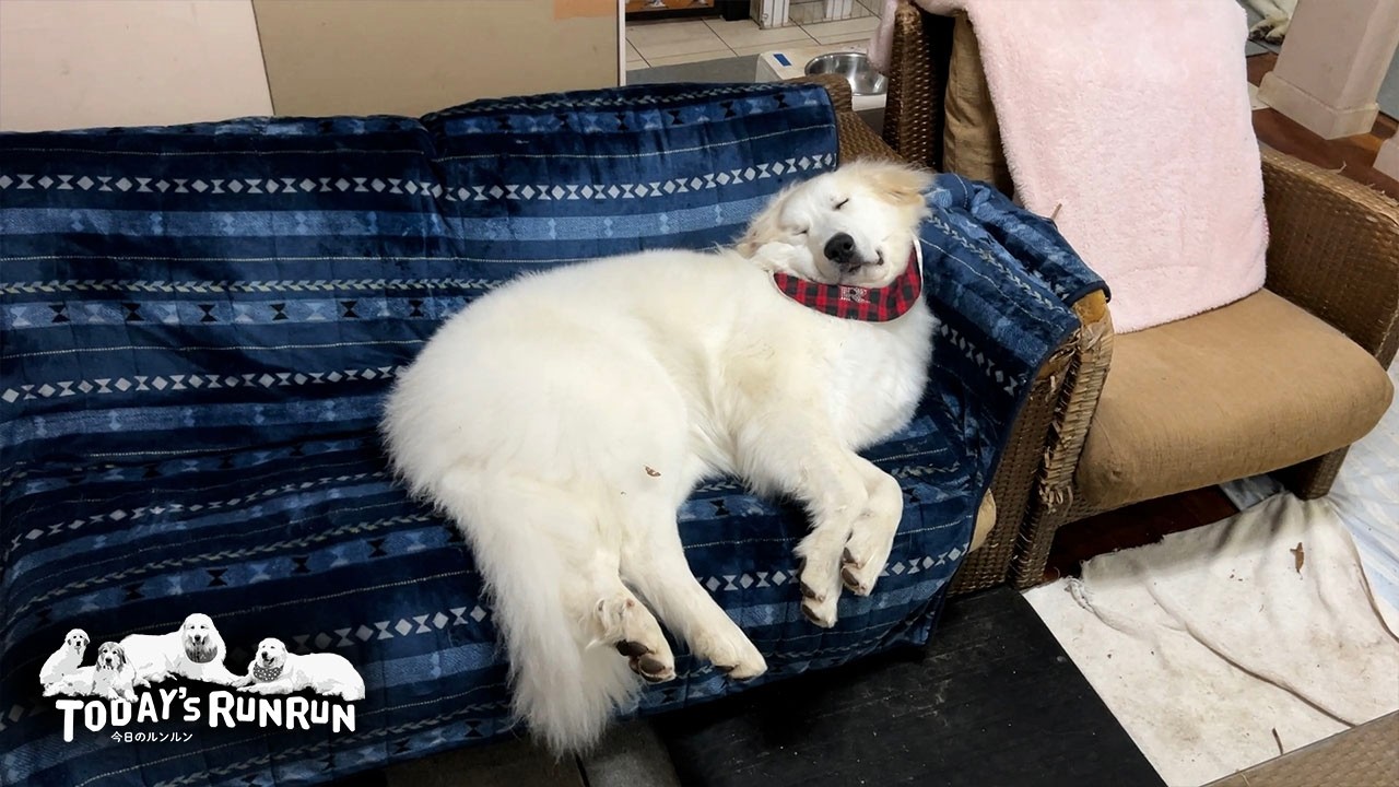 シャンプー後に入念なベルの身元確認を受けたリリーです　Great Pyrenees　グレートピレニーズ