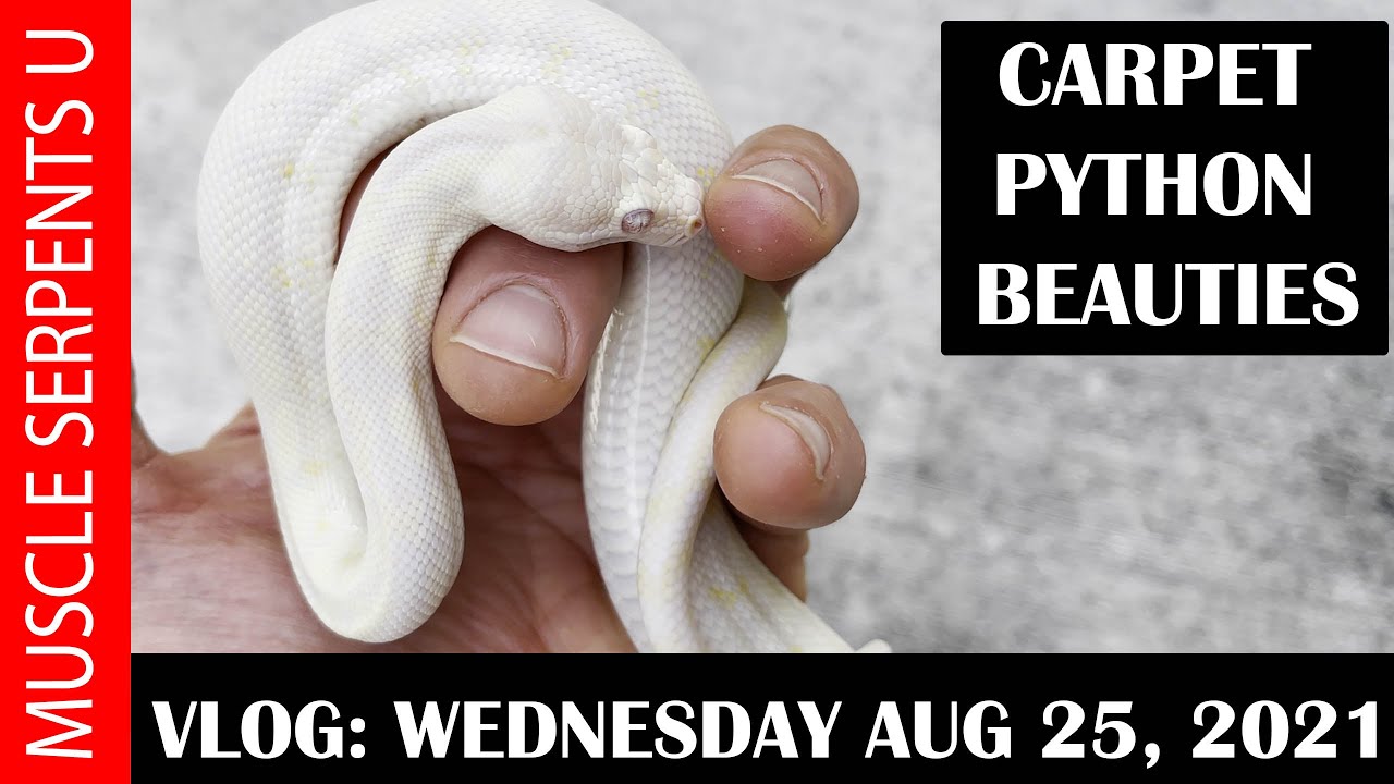 MOONGLOW & SNOW CARPET PYTHON UPDATES!  8-25-21