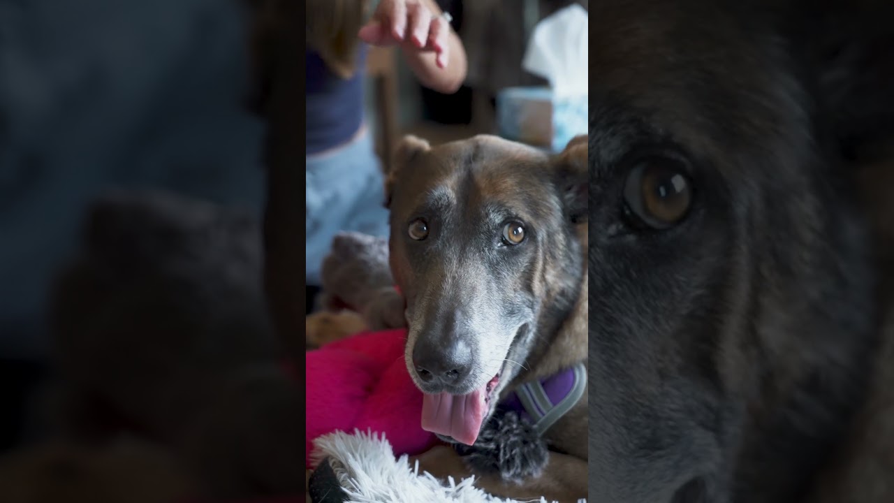 Grey is looking for a family who can give him the love and care he deserves ❤️