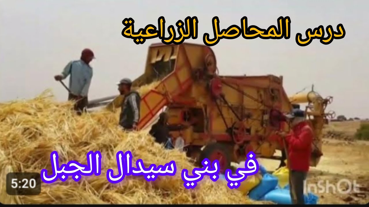 درس القمح والشعير بواسطة الة عصرية/بني سيدال الجبل 