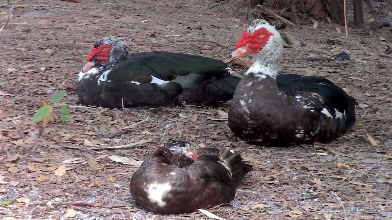Muscovy Duck Nature Footage 0002   WAWW's Relaxing Wildlife