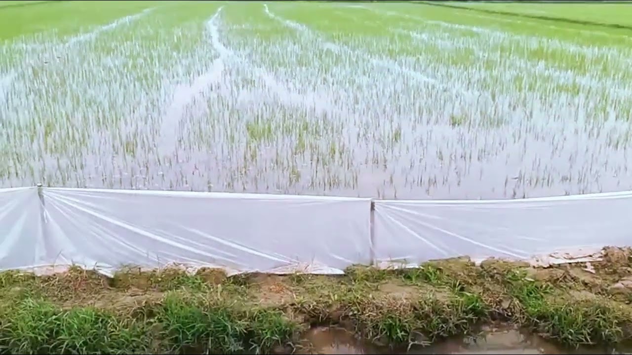 Anleitung zur effektiven Reispflanzenpflege &ndash; Hoher Ertrag, gute Qualit&auml;t