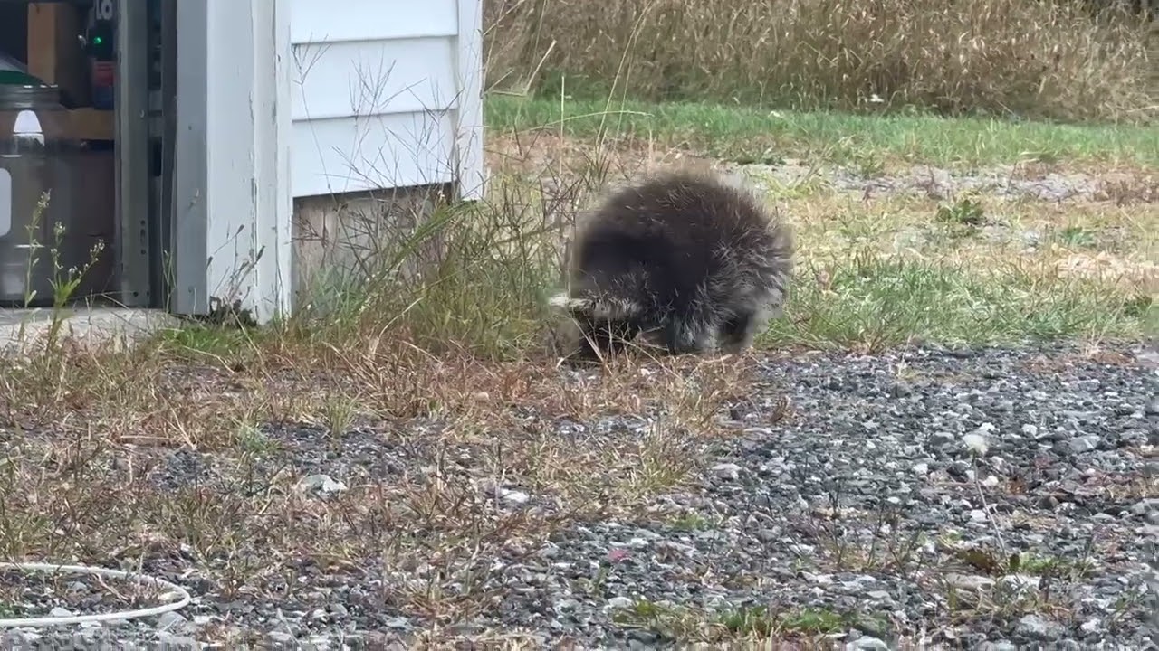 This Porcupette Did Not Appreciate Being Stuck Inside Our Garage