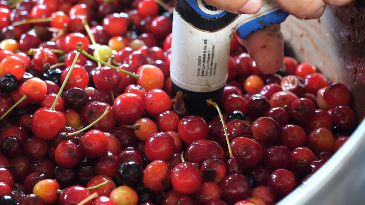 Zpracování třešně ptačí v semenářském závodě