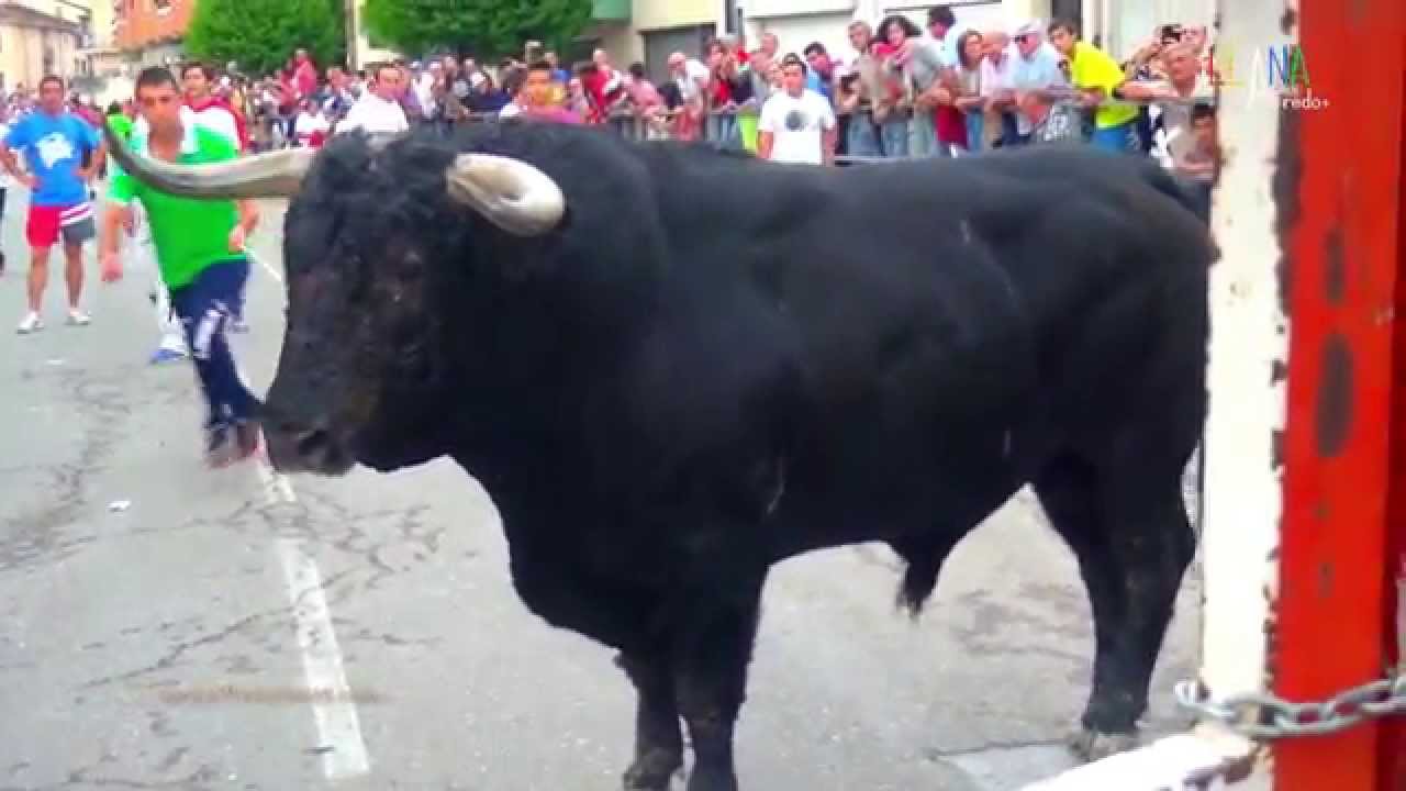 #BRAV&Iacute;SIMO Toro del 2&ordm; encierro de Cu&eacute;llar 31.08.15 (1080p HD)