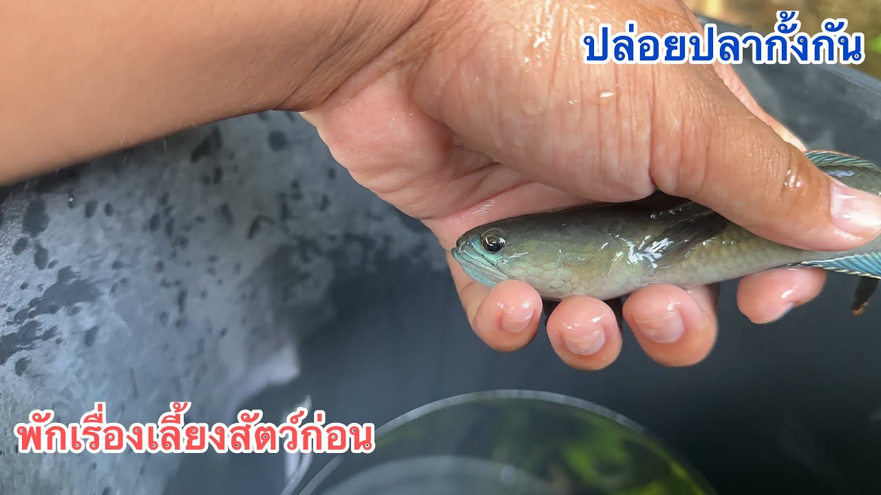 ปล่อยปลากั้งกัน