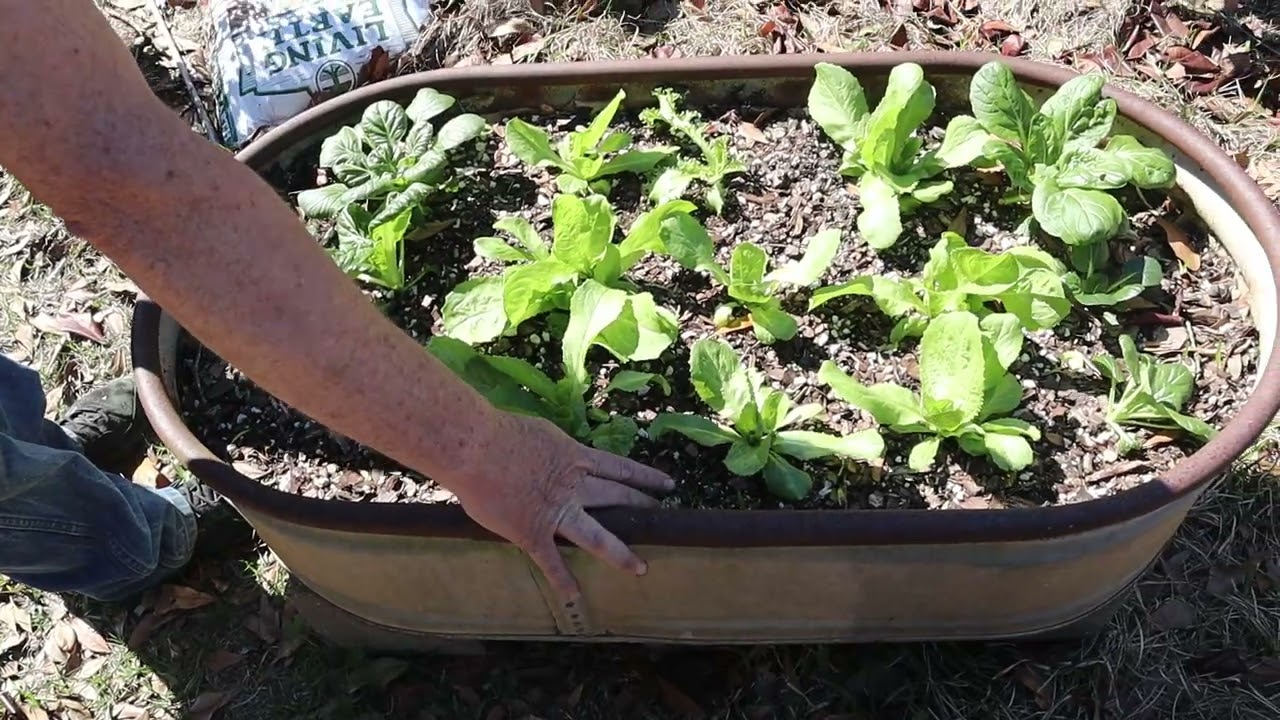 President day Container garden tour