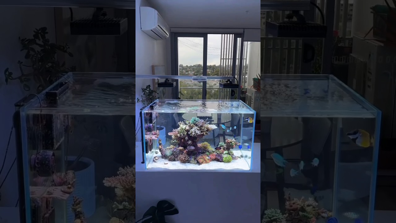 NEW FRESH MARINE TANK SETUP  || ✨😍 || #marine #reef #fishtank #shorts
