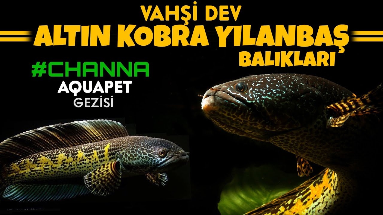 Türkiye'deki EN VAHŞİ YILANBAŞ Balıkları | ALTIN KOBRA YILANBAŞ | Channa Aquapet Gezisi | 4K