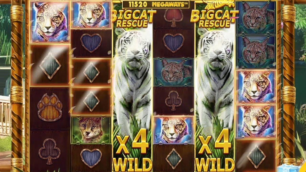 Win Compilation - Big Cat Megaways (Red Tiger)