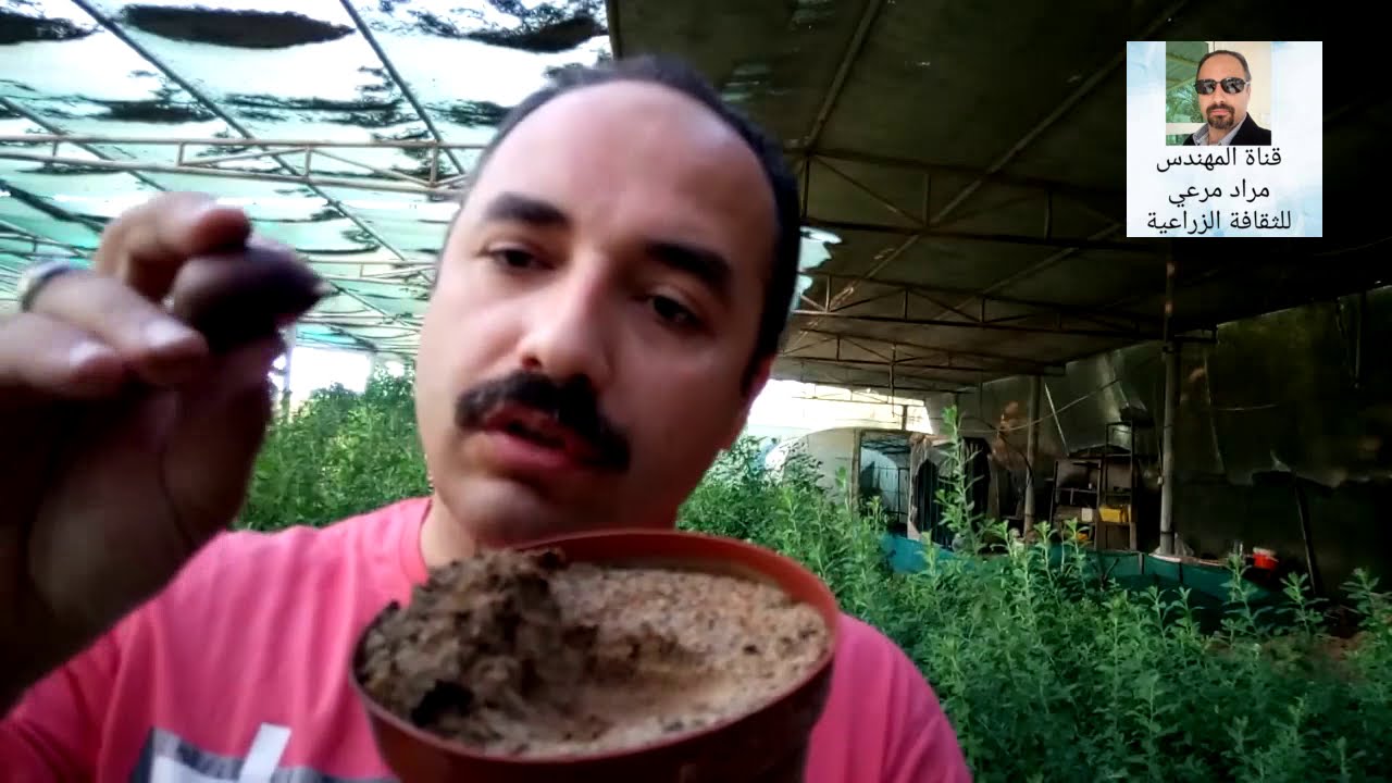 كستناء او ابوفروة وطرق تكاثر ورعاية من بذرة لشجرة chestnut  حلقة 111