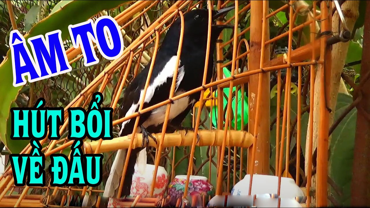 Choè than hót đấu giọng rừng CỰC SUNG ChòeThan Hót Giọng Rừng Kích Trống Căng Lửa hót |choe than 311