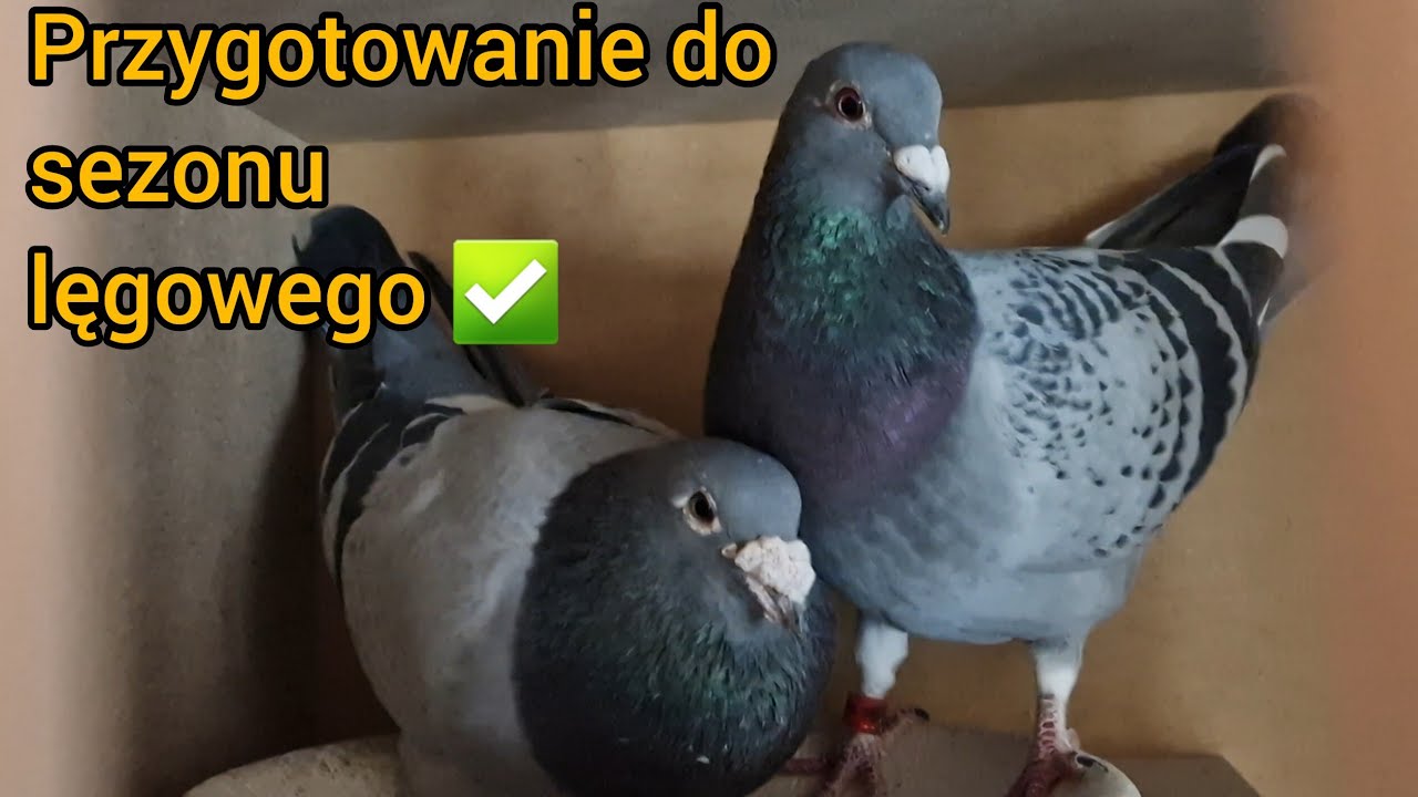 PRZYGOTOWANIE ROCZNYCH DO SEZONU LĘGOWEGO ✅️😁💪🏻 Próbne parowanie | Gołębie Pocztowe