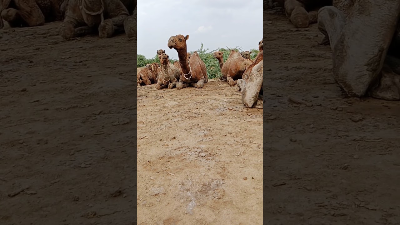 A mast camel sits in the desert with a herd of camels#animals #camelculture #desertlifestyle
