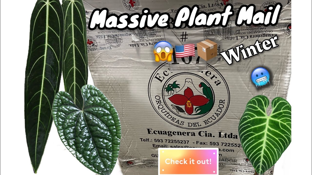 Huge Plant Mail Haul from Ecuagenera Part 1 (ASMR) January 17, 2022