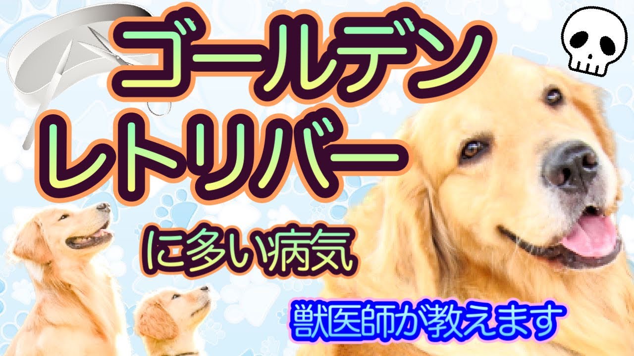 【ゴールデンレトリバーに多い病気】ゴールデンレトリバーを飼う時はここに注意、よくある病気や注意点を紹介‼︎獣医師が解説-特徴、病気、症状、治療、予防をチェック‼︎ここに注意して大型犬を飼おう-