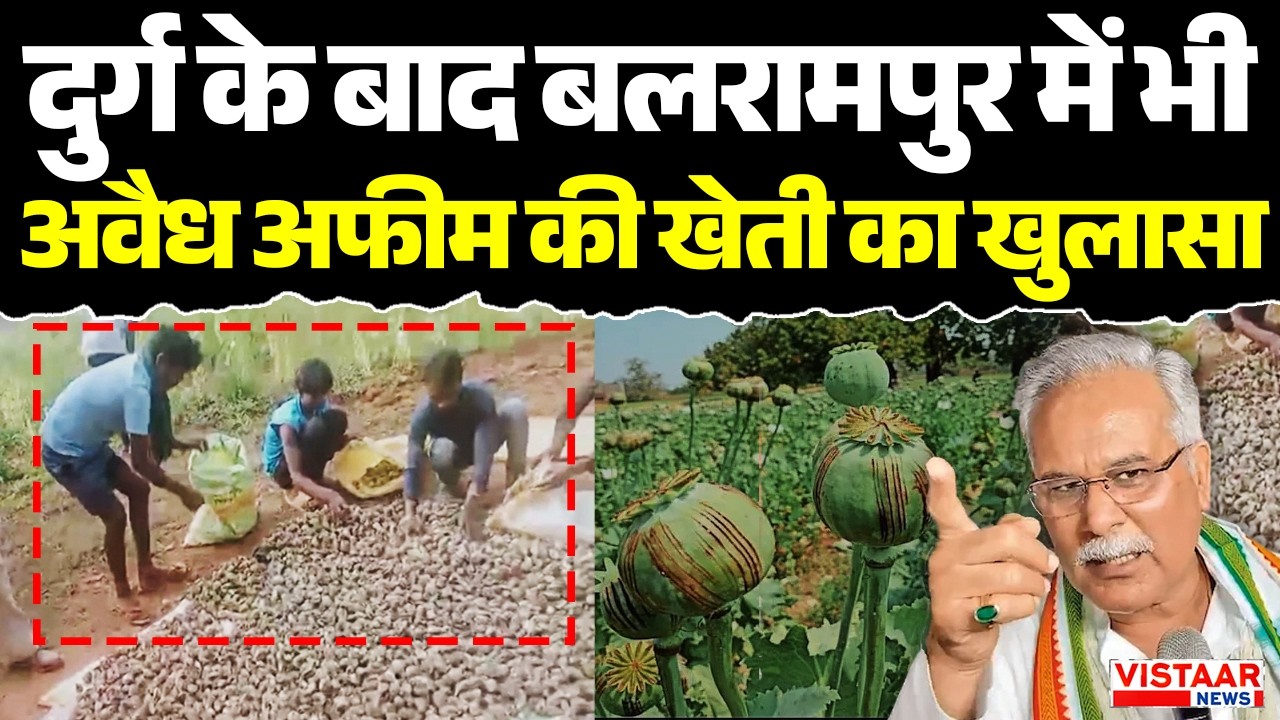 Durg के बाद अब Balrampur में अवैध अफीम की खेती का खुलासा, Baghel Baghel ने उठाए सवाल