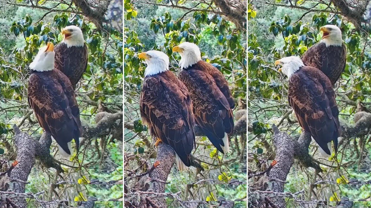Fraser Point Eagles🦅Andor Shows Cruz His Branch Management Skills🪾 Bonding Follows💞explore 2026Feb 1