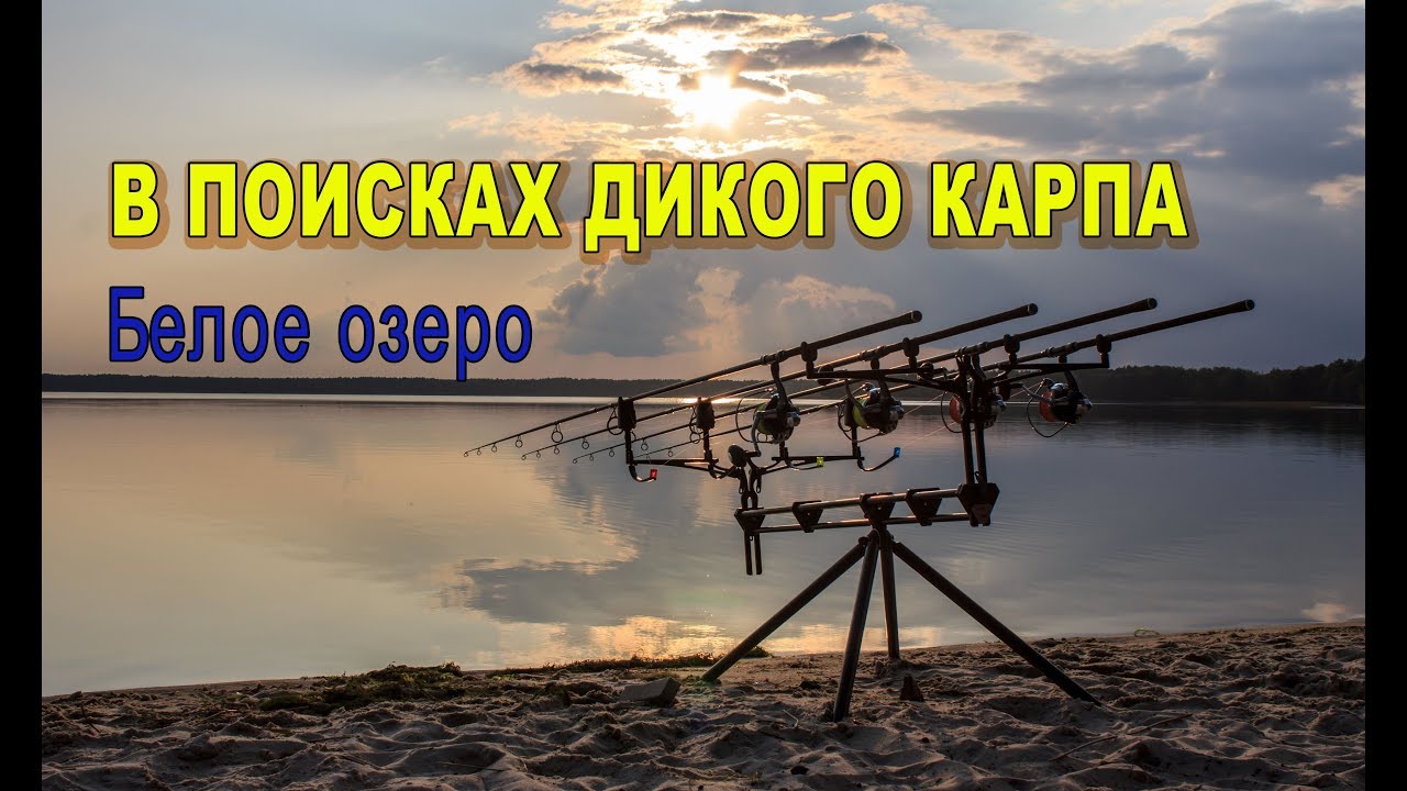 В поисках дикого карпа. Белое озеро