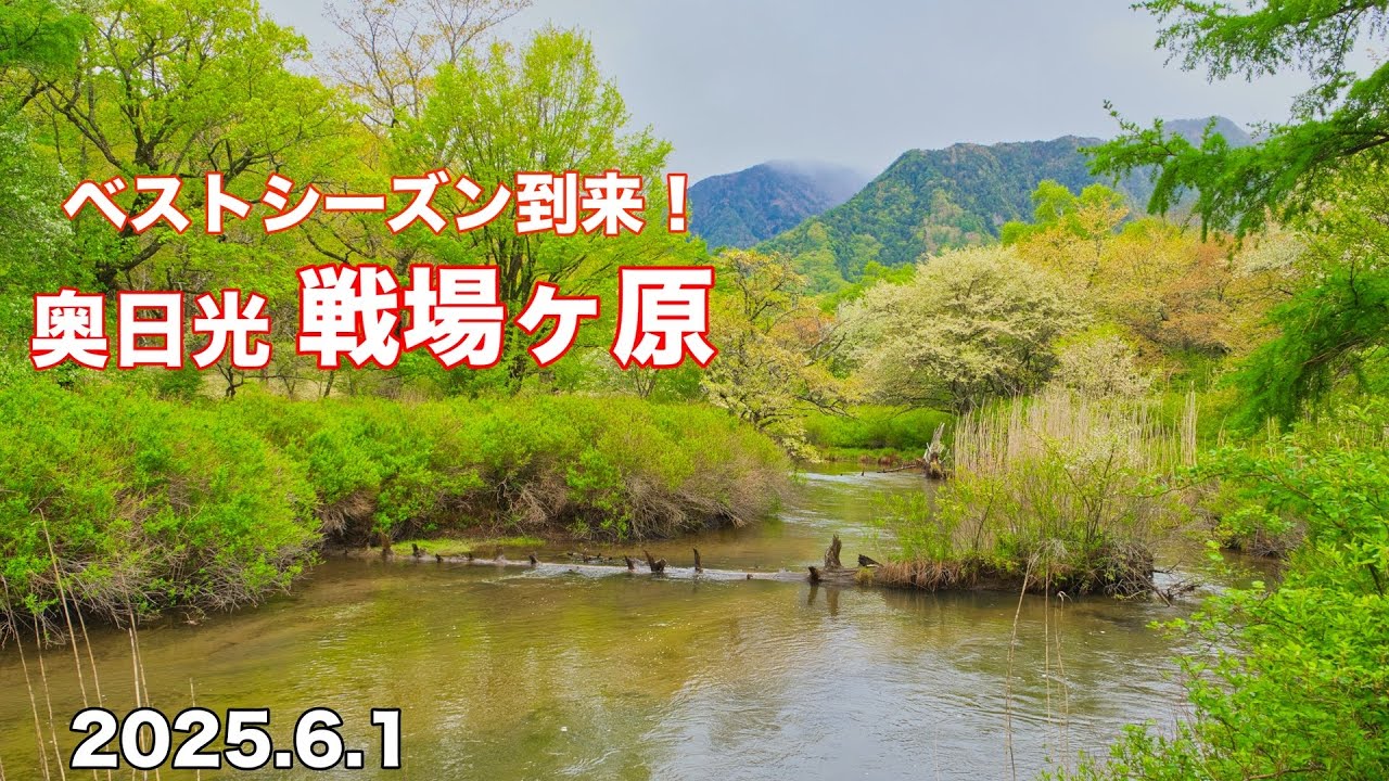 【奥日光 ハイキング】4K ベストシーズン到来！ 戦場ヶ原 まもなくズミ満開です！