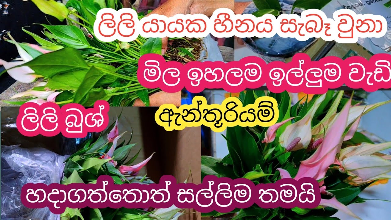 මිල වැඩි වර්ග හදාගමු || ඉල්ලුමේ අඩුවක් නැති වර්ග