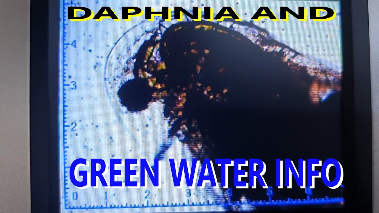 Daphnia and Green Water Information coming soon from a scientist !!! And my experiments and results.