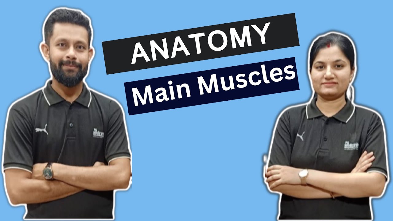 Anatomy- Main Muscles