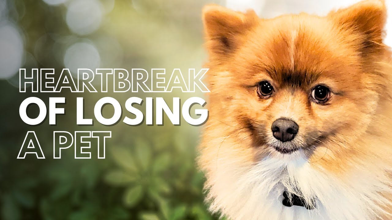 Coping with Pet Loss  Comfort & Healing Tips