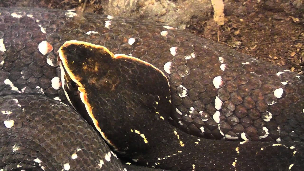 Cantil Mexicano (Agkistrodon bilineatus) - Zoológico de San Juan de Aragón