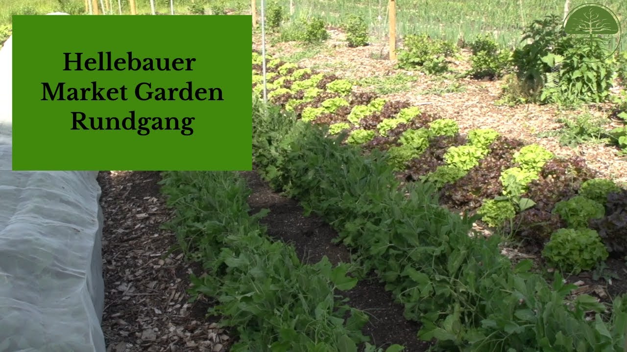 Rundgang No-Dig Market Garden bei Jasper dem Hellebaueren | regenerativer Gemüsebau | Mai 2020