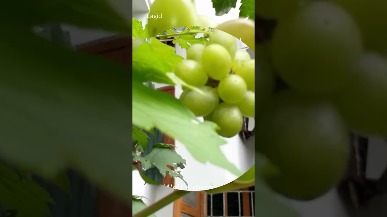 Home garden: Why I plant grapevines? #indonesiasehat #gardening #grapevine #homegarden #fruit