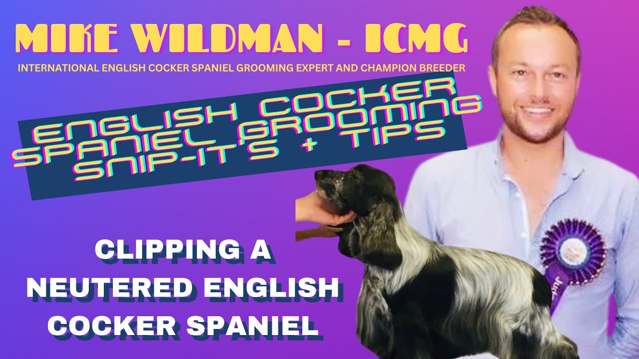 Mike Wildman's English Cocker Spaniel Grooming - Clipping A Neutered English Cocker Spaniel