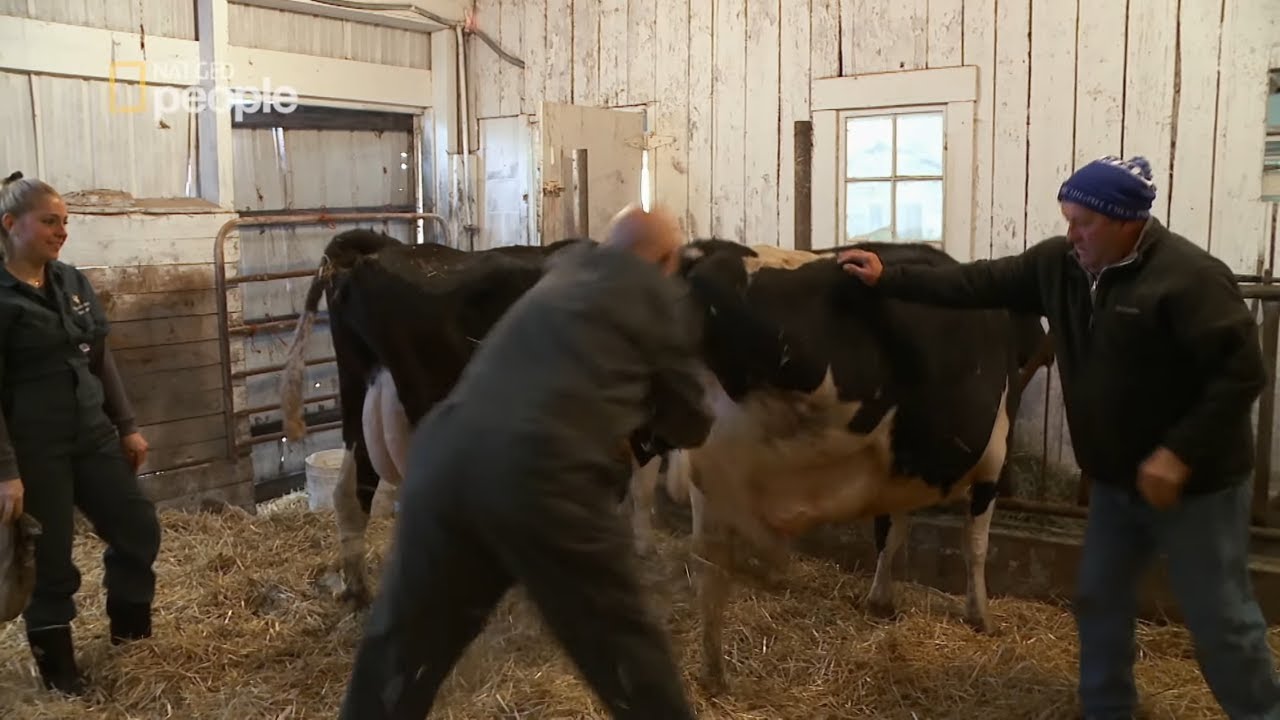 Doktor oberwał kopniaka podczas badania krowy [Niezwykły dr Pol]