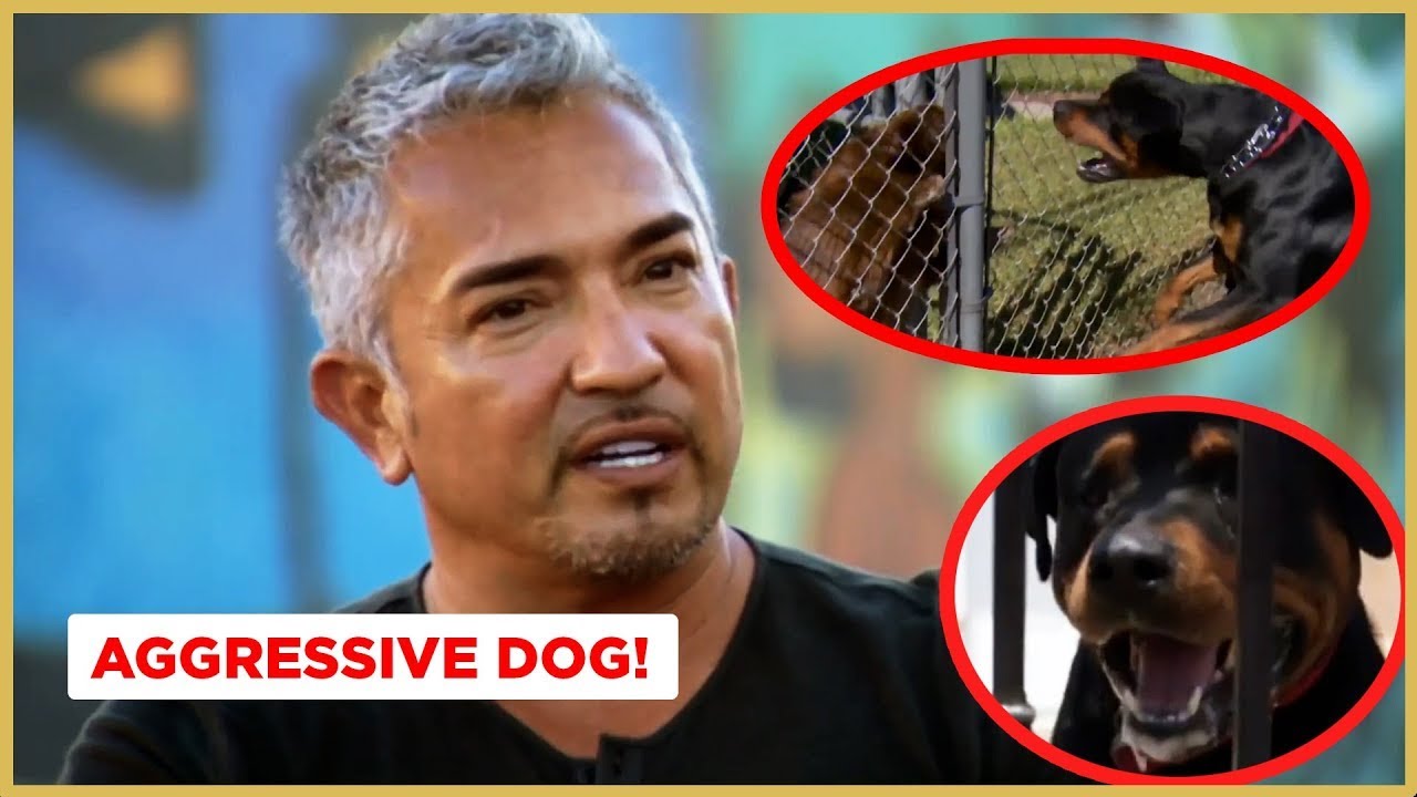 An aggressive and attacking Rottweiler | Cesar 911