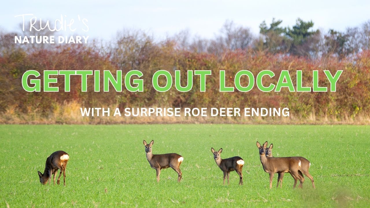 Local Walk with Surprise DEER encounter | Nature Diary | Wildlife Photography