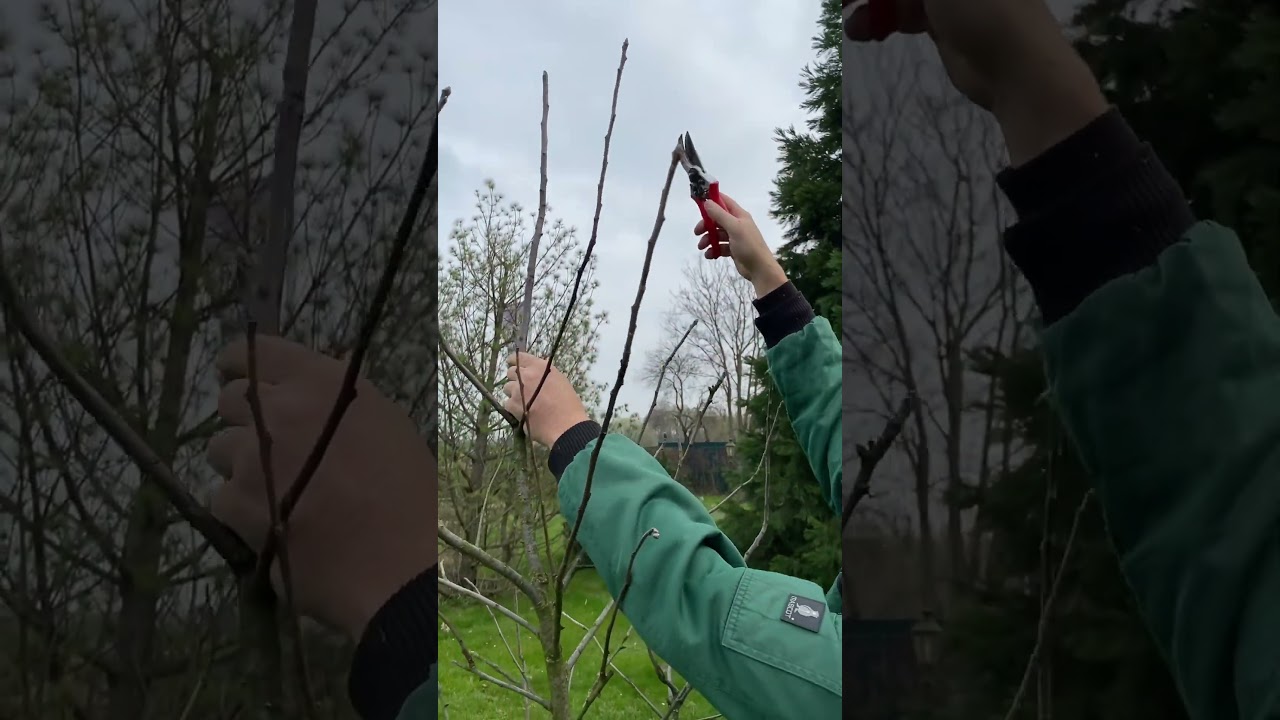 Obstbaumschnitt am Apfelbaum