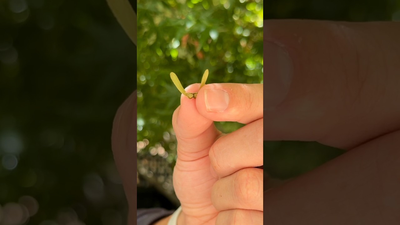 This Leaf is Nature&rsquo;s Coolest Invention