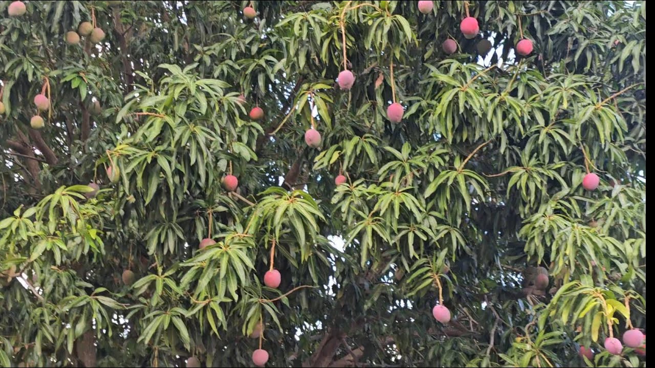 First day in Jamaica eating mango 🥭