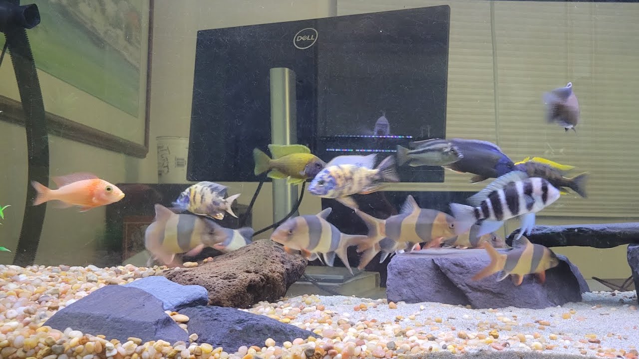 Welcome to my "ofish" - working from home with Malawi cichlids