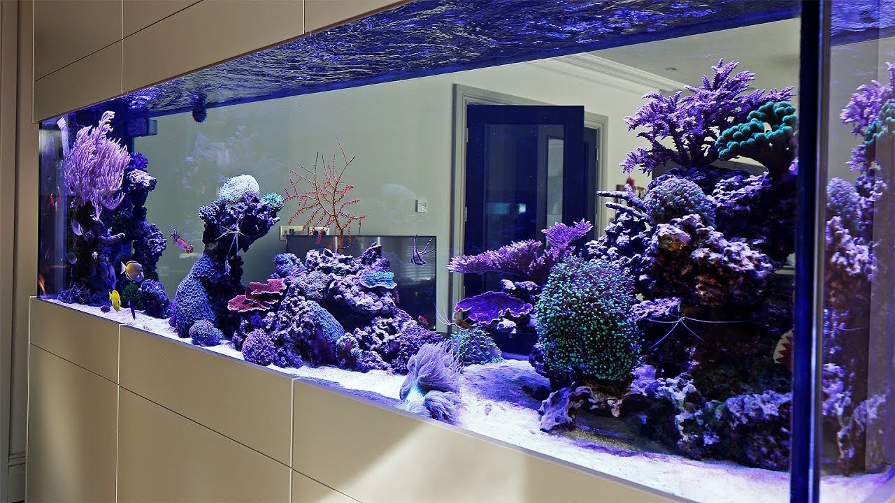 Beautiful Triton Reef Aquascape - Room Divider 7 months old