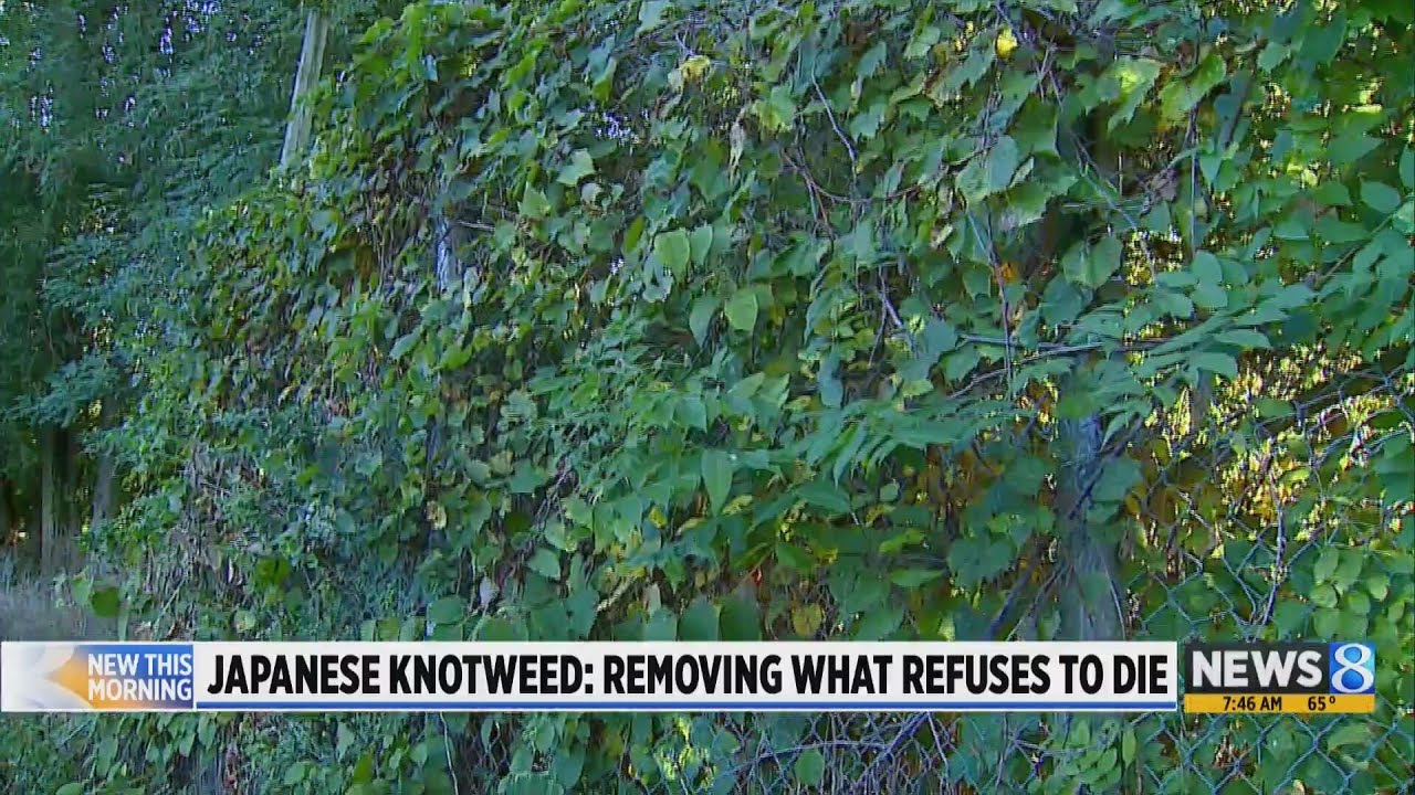 What to do if you find invasive Japanese knotweed
