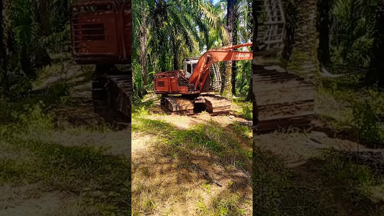 Beko Excavator Kebun Sawit #palmoil #sawit #kebunsawit