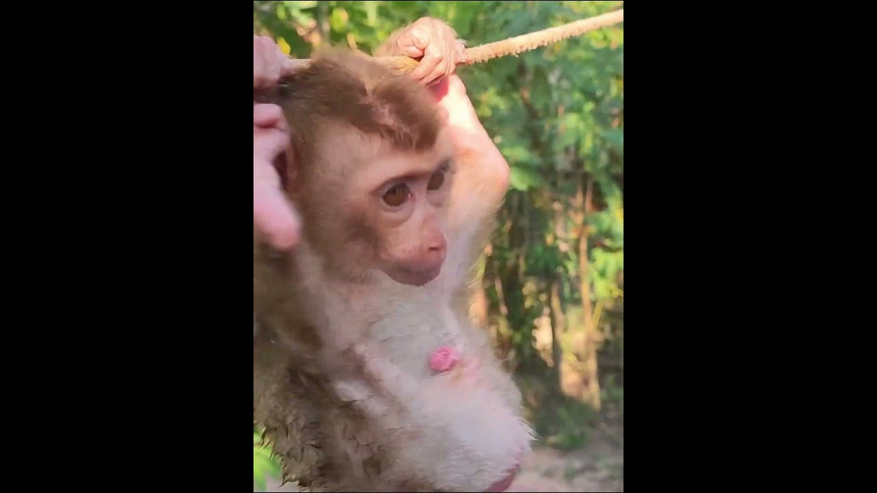 #monkey