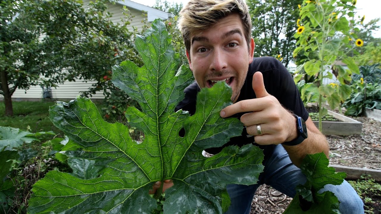 Try These Methods For Growing Large and Healthy Zucchini