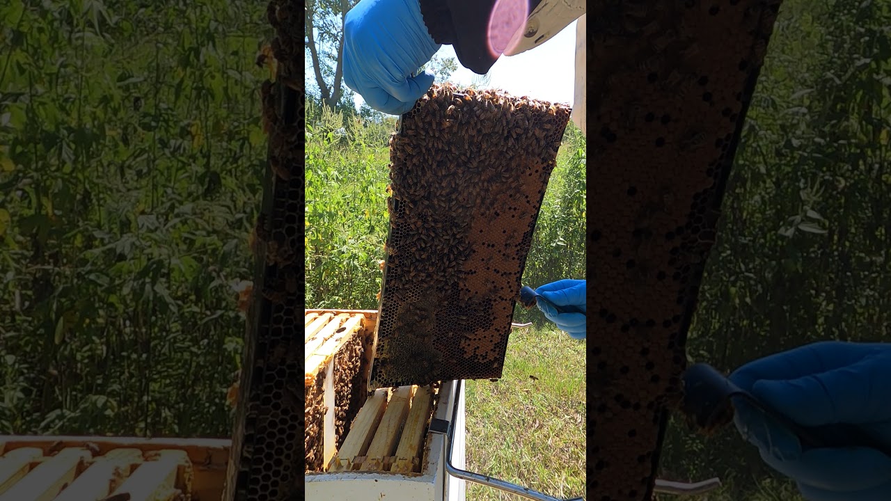 Scraping Burr Comb off Bee Hive Frame 