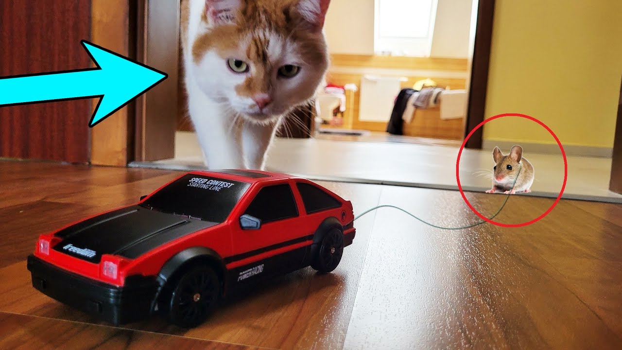 Ich binde eine Maus an ein RC Auto... Spielen meine Katzen damit? (Experiment)